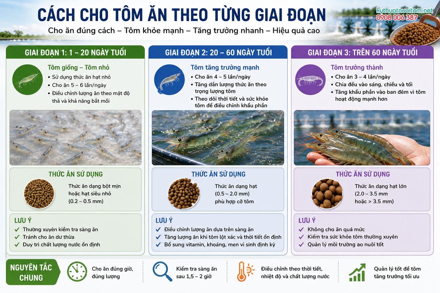 Kỹ thuật Cho Tôm Ăn Theo Từng Giai Đoạn Kỹ thuật Cho Tôm Ăn Theo Từng Giai Đoạn