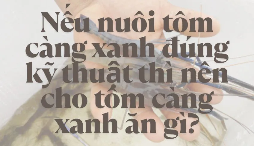 Nếu nuôi tôm càng xanh đúng kỹ thuật thì nên cho tôm càng xanh ăn gì?