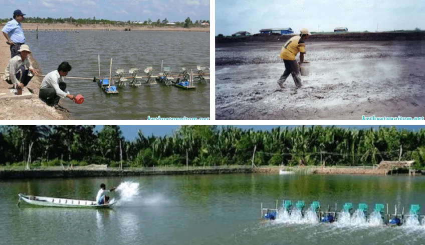 Những điều cần lưu ý về kỹ thuật nuôi tôm sú mà người nuôi cần lưu ý