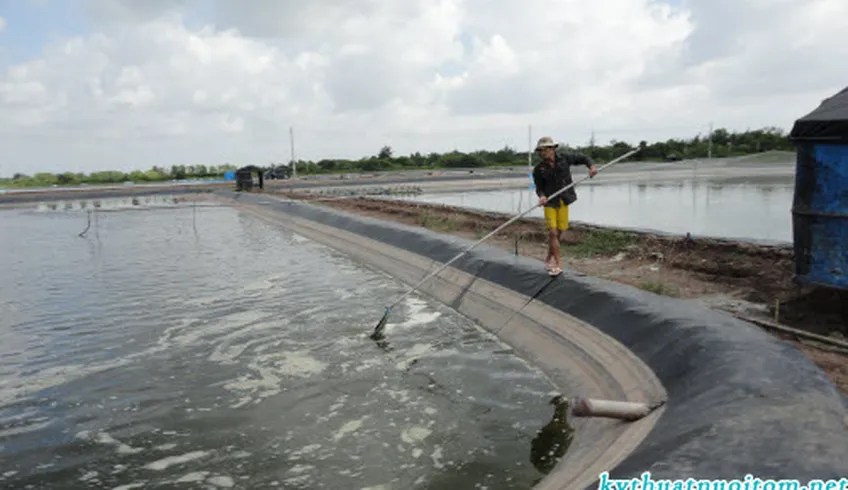 Giải pháp nuôi tôm sú sạch theo công nghệ mới (Phần 1)