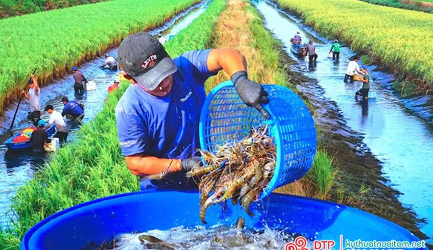 Kỹ thuật nuôi tôm càng xanh trên ruộng lúa