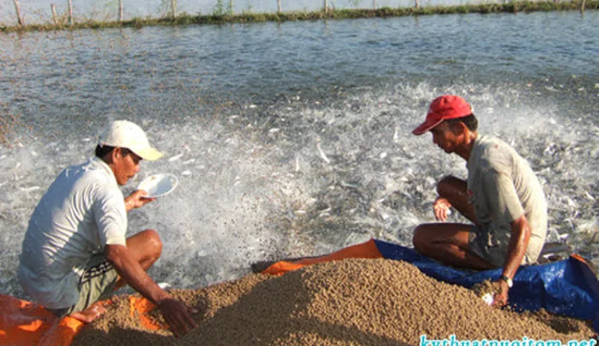 Kỹ thuật quản lý và chăm sóc ao nuôi tôm sú