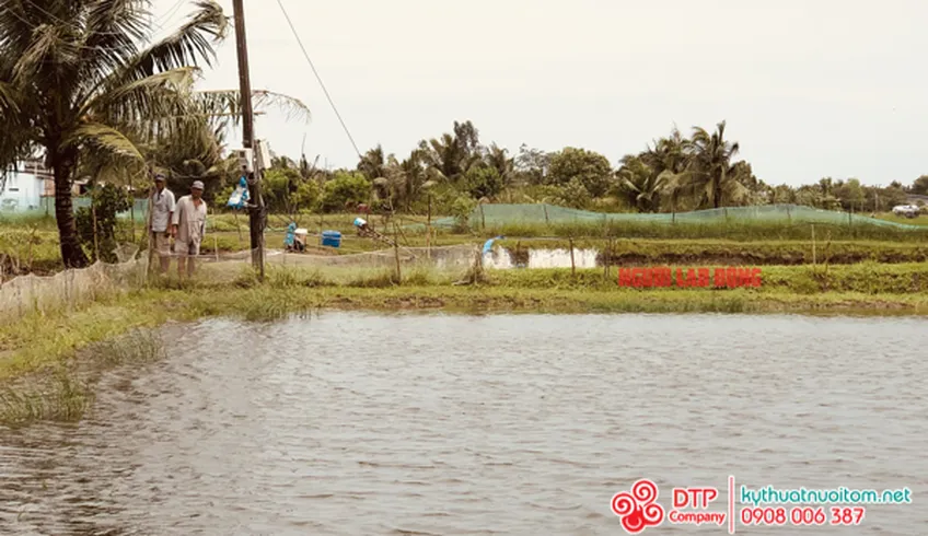 Một vài lưu ý về ao nuôi tôm thẻ chân trắng