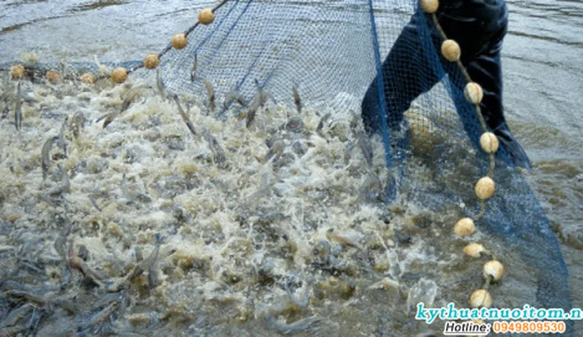 Thu hoạch bảo quản tôm sú
