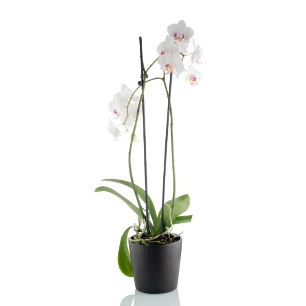 Lan hồ điệp tím hồng trắng