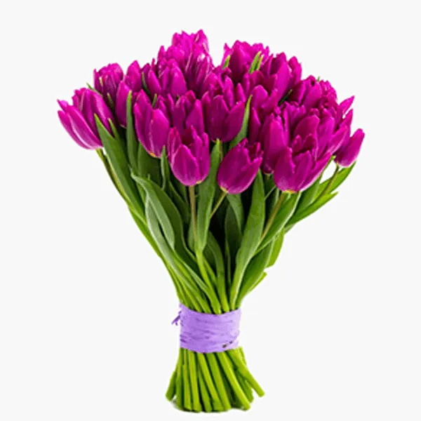 Hoa tulip tím