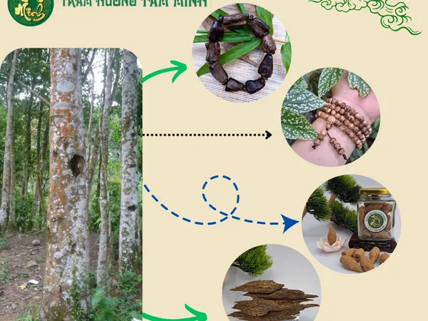 Khám Phá Công Dụng Tuyệt Vời Của Trầm Hương Đối Với Cuộc Sống