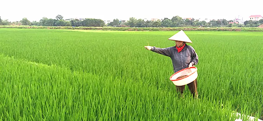 Cách Bón Phân Cây Lúa Hiệu Quả và Canh Tác Lúa Chống Đổ Ngã Trong Mùa Mưa Bão
