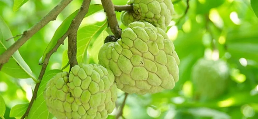 Hướng Dẫn Cách Trồng Và Chăm Sóc Cây Na (Mãng Cầu) Để Đạt Năng Suất Cao