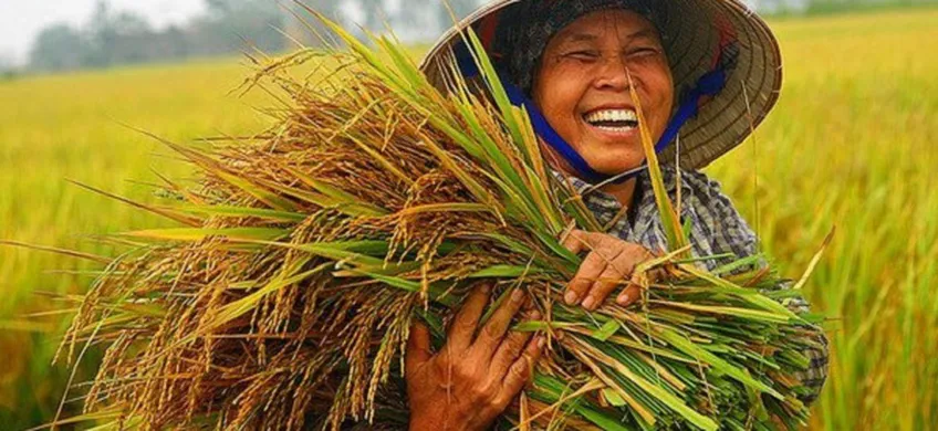 Kỹ thuật Trồng và Chăm sóc Cây Lúa: Biện pháp Tăng Năng Suất Hiệu Quả