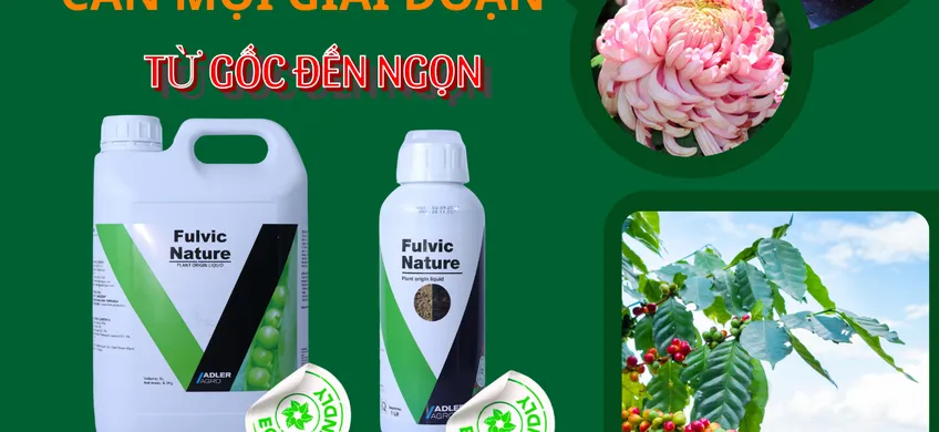 GIAI ĐOẠN LÀM BÔNG CHO SẦU RIÊNG - PHẦN 4