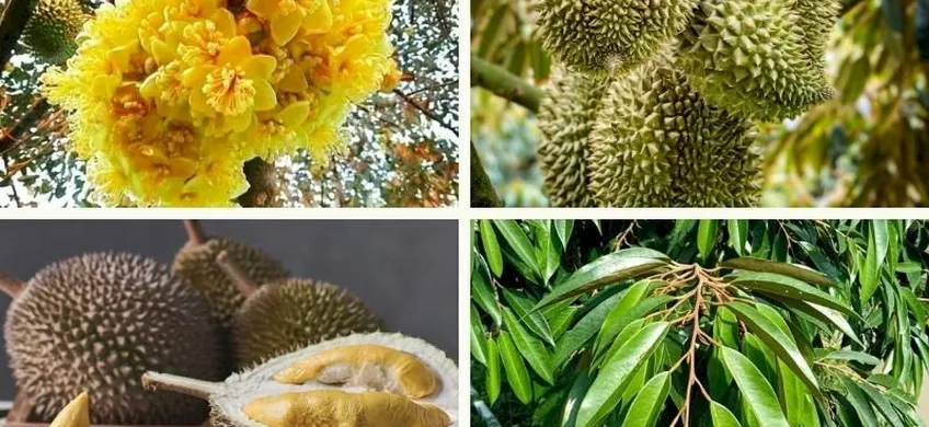 5 Kỹ Thuật Trồng Sầu Riêng Đạt Hiệu Quả Cao Nhất