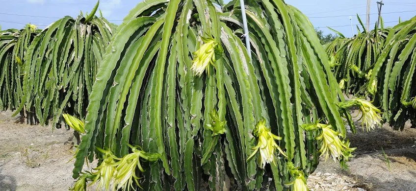 Kỹ Thuật Tỉa Cành Thanh Long Tối Ưu Năng Suất