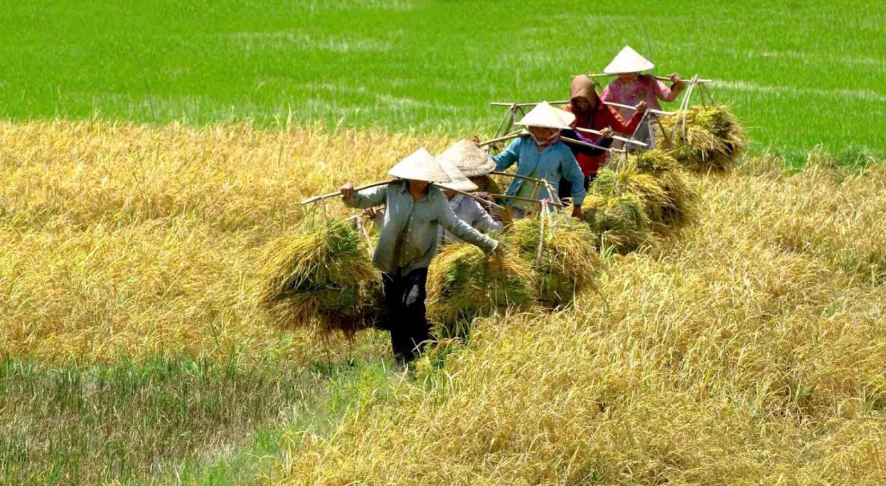 Effective Fertilization for Rice Plants