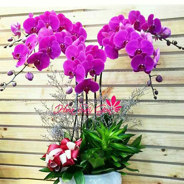 Thời khắc huy hoàng PL35