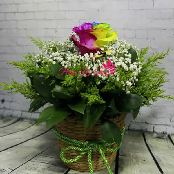 Cầu vồng tình yêu HSG151