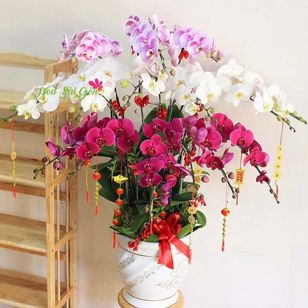 Chào mùa xuân mới PL62