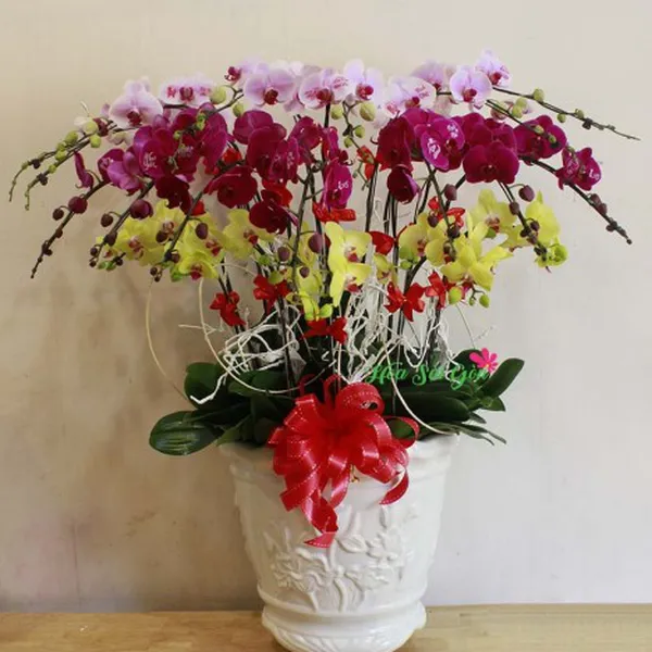 Chào xuân rực rỡ PL42