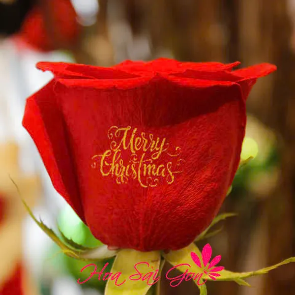 Giáng sinh bình an! - HSG54