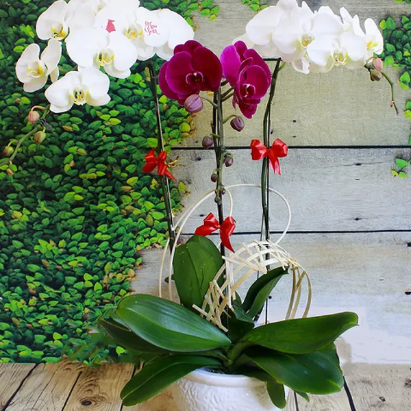 Gọi mùa xuân về PL37