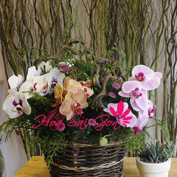 Lan hồ điệp - HSG29