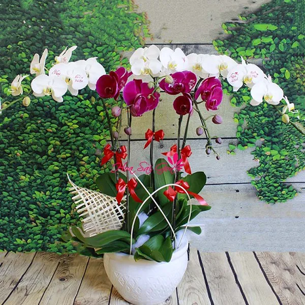 Lộc đầu năm PL38