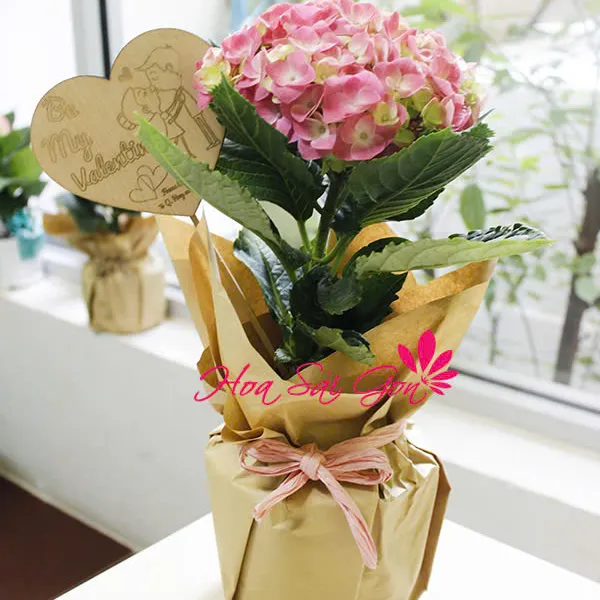 Lưu luyến - HSG69