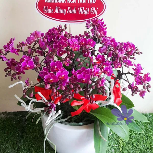 May mắn ngập tràn PL66