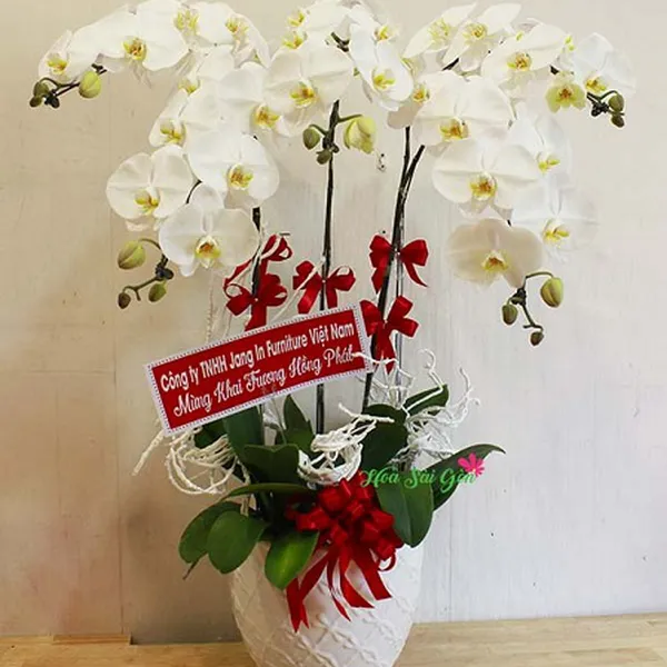 Mộng tinh khiết PL55