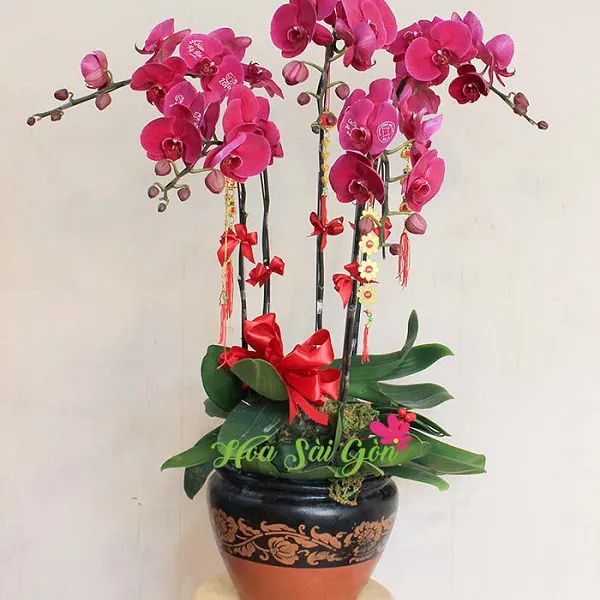 Năm mới phát tài PL60