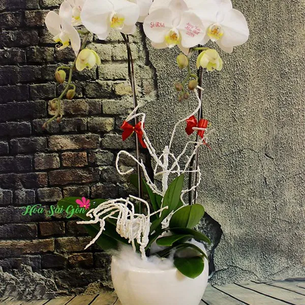 Nét duyên mùa xuân PL41