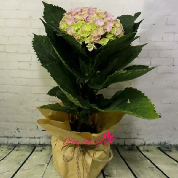 Ngọc trong tim HSG146