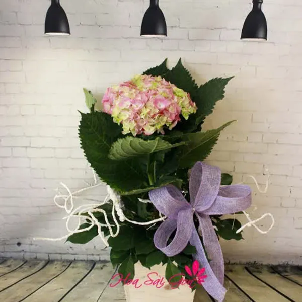 Như đã dấu yêu HSG145