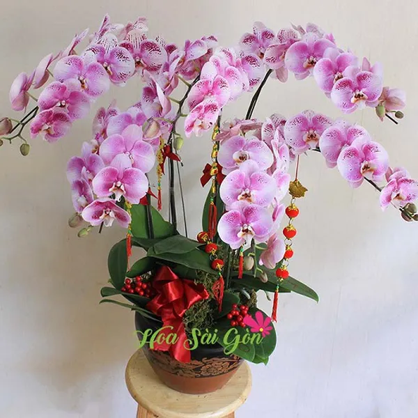 Phú quý tài lộc PL61