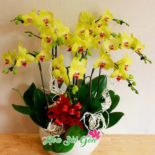 Rạo rực xuân về PL40