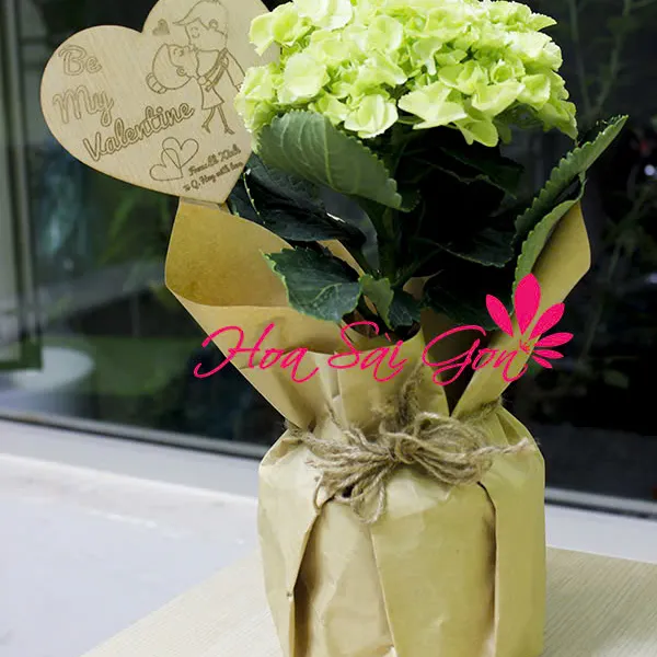 Sớm nắng - HSG68