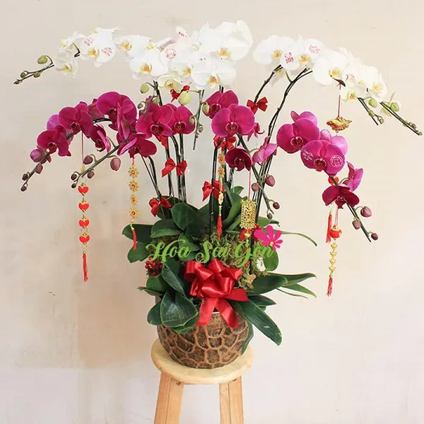 Tết phú quý PL59