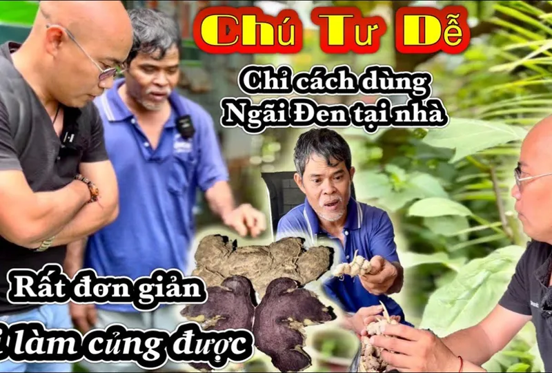 Bí quyết trị bệnh tại nhà từ CỦ NGẢI ĐEN - NGẢI CHỐNG ĐỘC