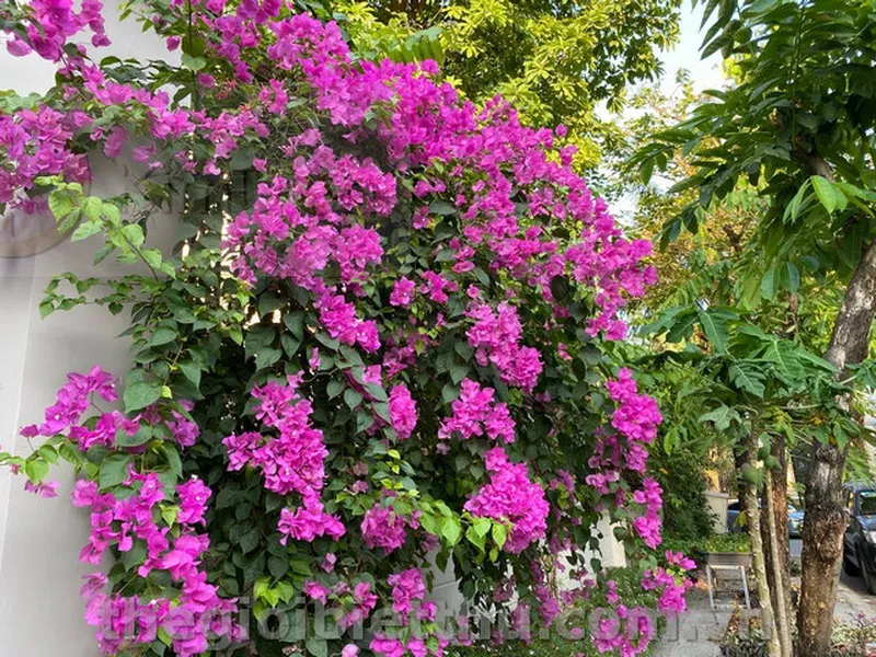 Biệt thự đẹp khu bảo vệ Nguyễn Văn Hưởng Thảo Điền Quận 2