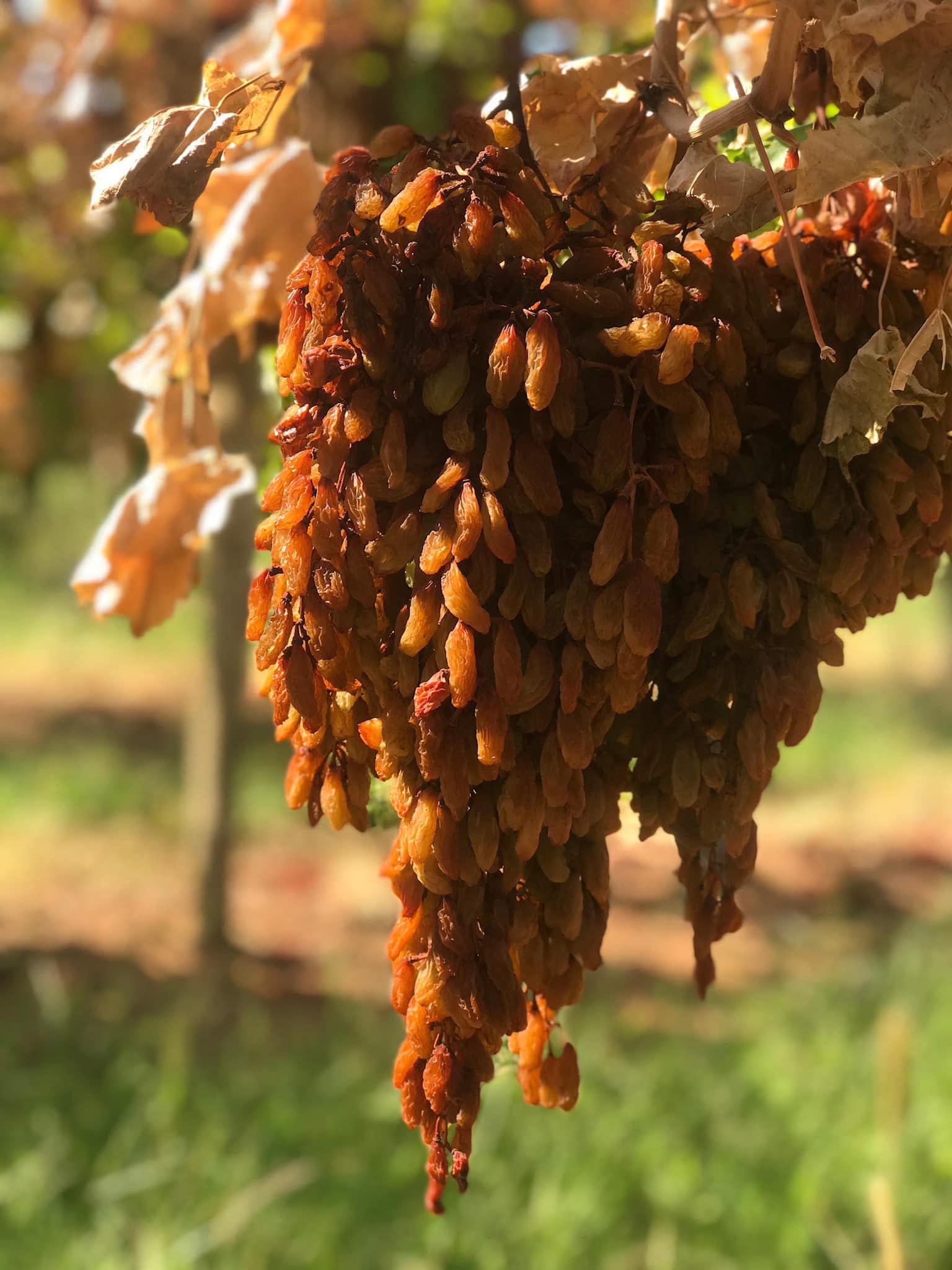 Thompson Dried Grape Clusters Thompson Dried Grape Clusters