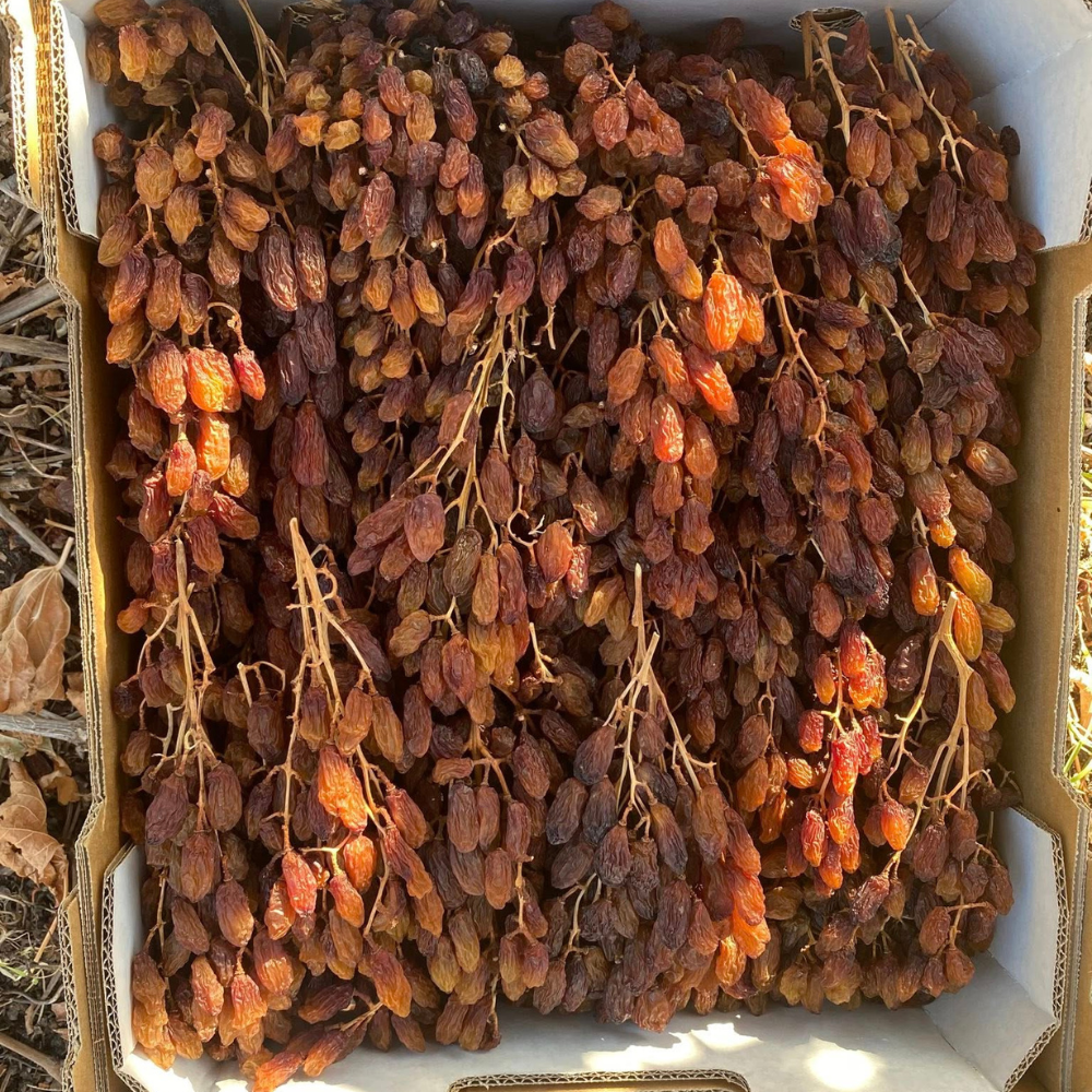 Thompson Dried Grape Clusters Thompson Dried Grape Clusters