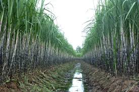 Chữ đường giảm Chu duong giam