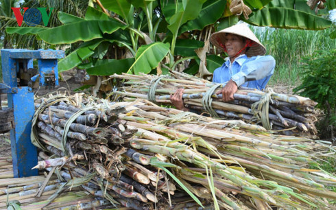 Giá mía giảm gia mia giam