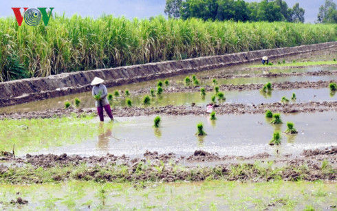 Mô hình tôm lúa Mo hinh tom lua