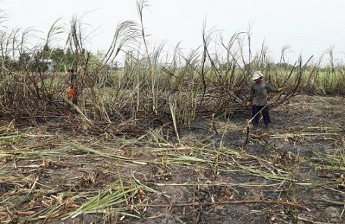 Mia duong Mía đường