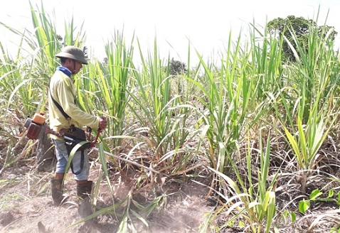 Nong dan trong mia kieu thuan tu nhien Nông dân trồng mía kiểu thuận tự nhiên