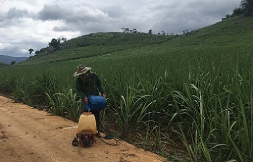 Mia duong hoi nhap Mía đường hội nhập