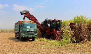 thu hoạch mía thu hoach mia