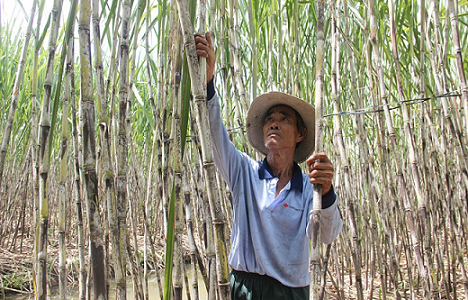 Tieu thu mia cua nguoi dan Hau Giang vu 2021 2022 Tiêu thụ mía của người dân Hậu Giang vụ 2021 2022