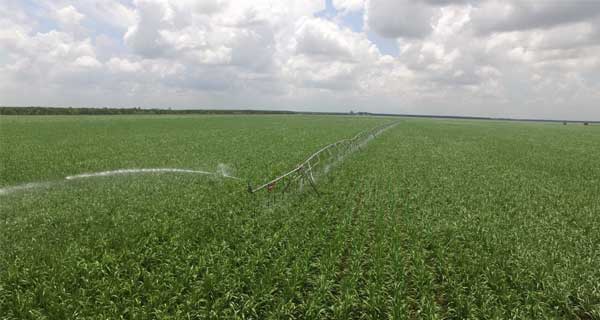 Vùng nguyên liệu mía vung nguyen lieu mia